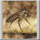 Lasiopogon cinctus - Raubfliege 01 9mm.jpg